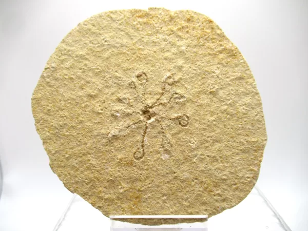 Genuine Solnhofen Saccocoma Floating Crinoid for Sale from Germany #11