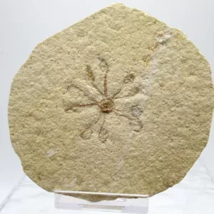 Genuine Solnhofen Saccocoma Floating Crinoid for Sale from Germany #2