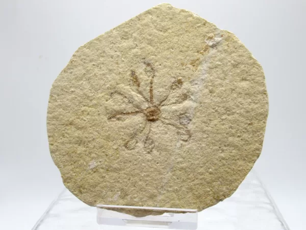 Genuine Solnhofen Saccocoma Floating Crinoid for Sale from Germany #2