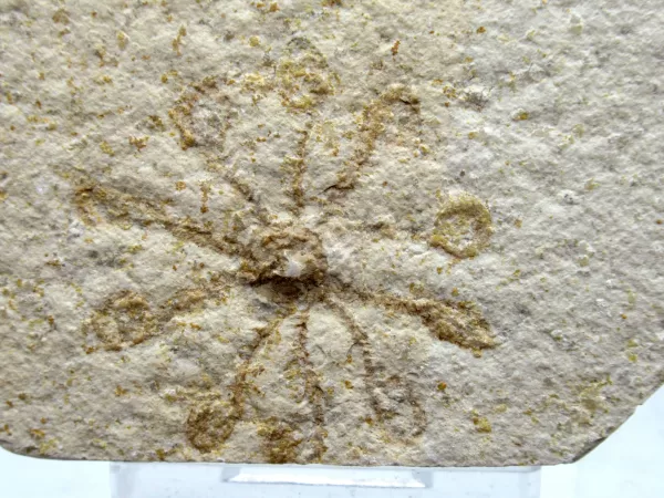 Genuine Solnhofen Saccocoma Floating Crinoid for Sale from Germany #3a