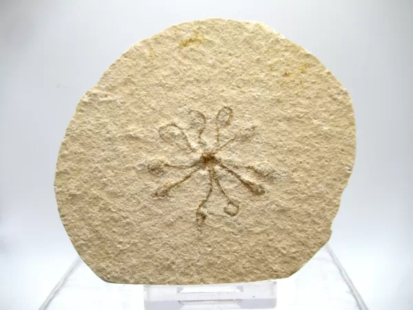 Genuine Solnhofen Saccocoma Floating Crinoid for Sale from Germany #6