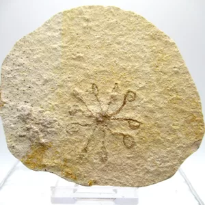 Genuine Solnhofen Saccocoma Floating Crinoid for Sale from Germany #7