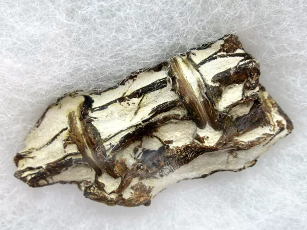 Genuine Kansas Xiphactinus Fish Vertebrae for Sale #8a