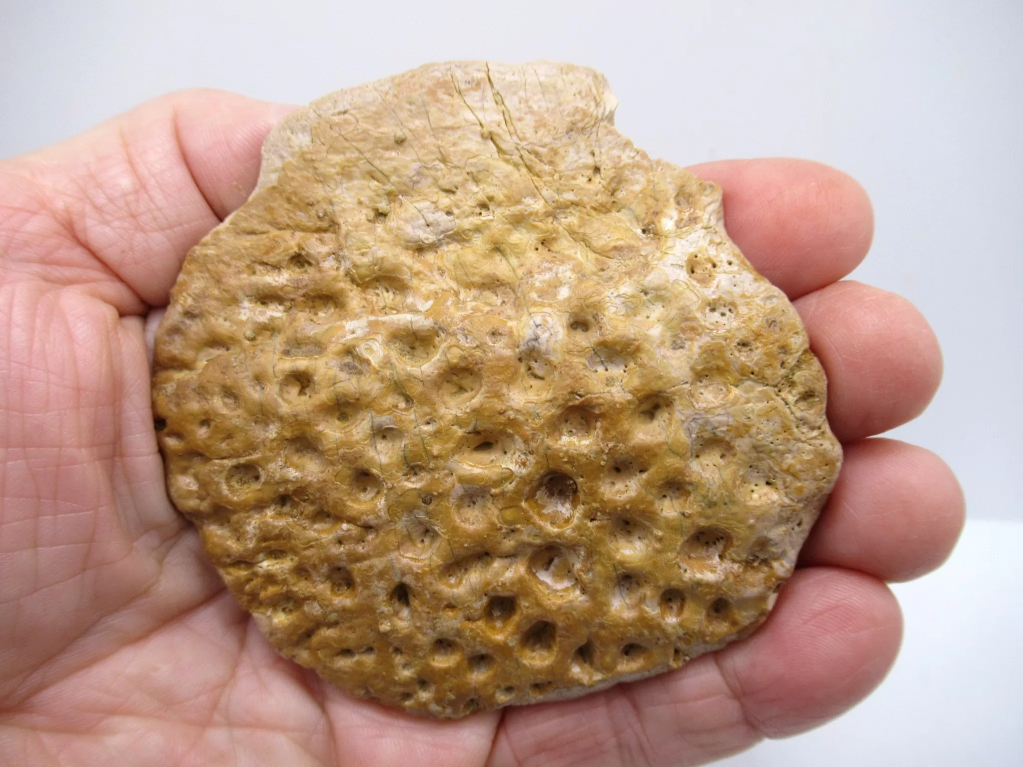 Morocco Cretaceous Crocodile Scute 40 | Fossils for Sale Morocco Cretaceous Crocodile Scute Fossil for Sale #40