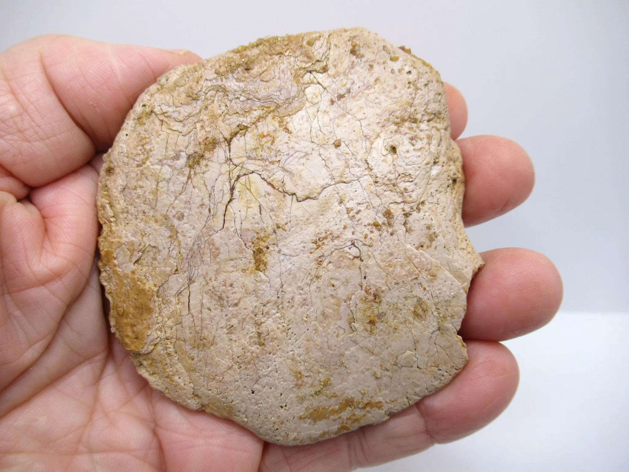 Morocco Cretaceous Crocodile Scute 40a | Fossils for Sale Morocco Cretaceous Crocodile Scute Fossil for Sale #40a