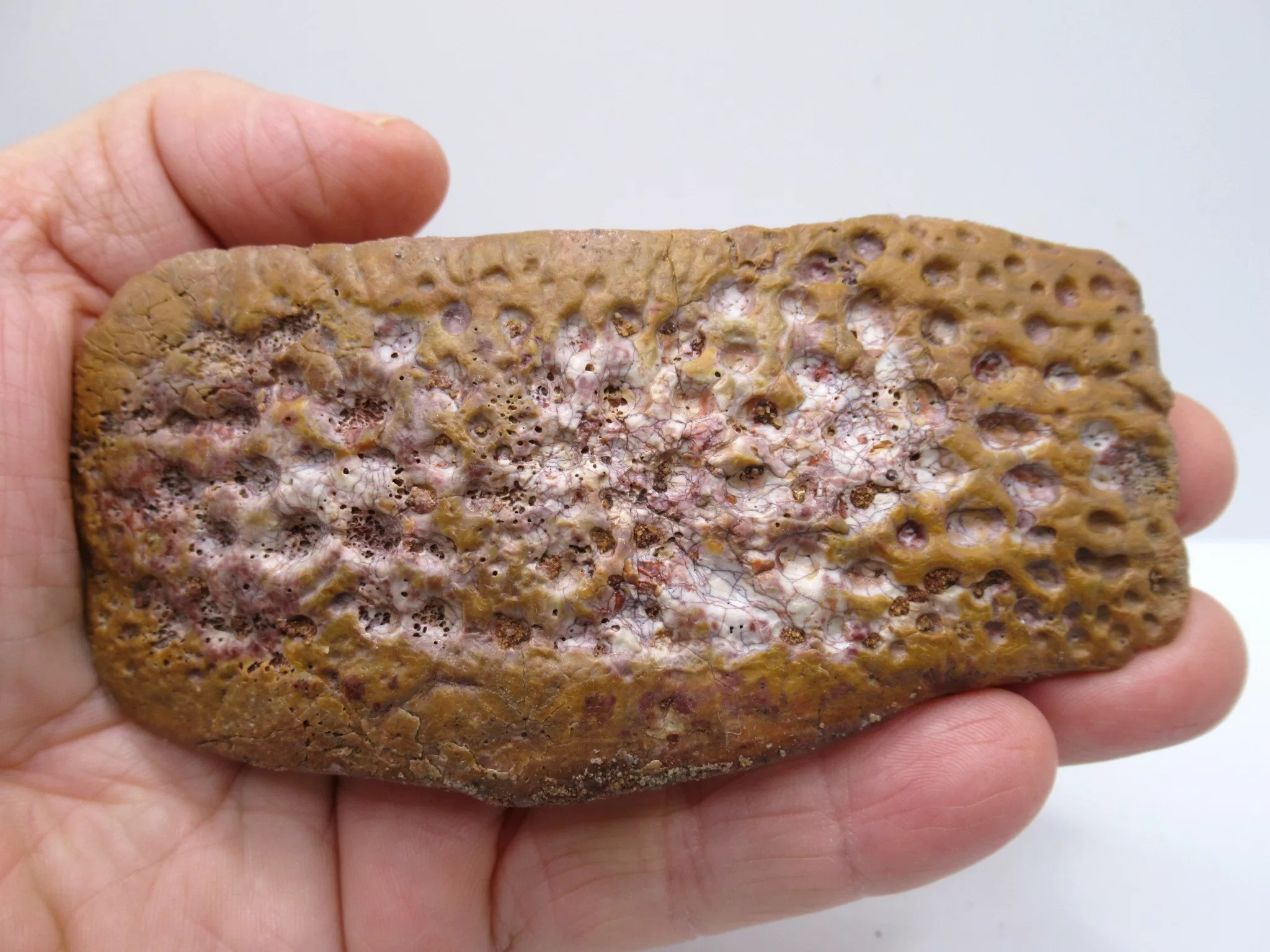 Morocco Cretaceous Crocodile Scute 46 | Fossils for Sale Morocco Cretaceous Crocodile Scute Fossil for Sale #46
