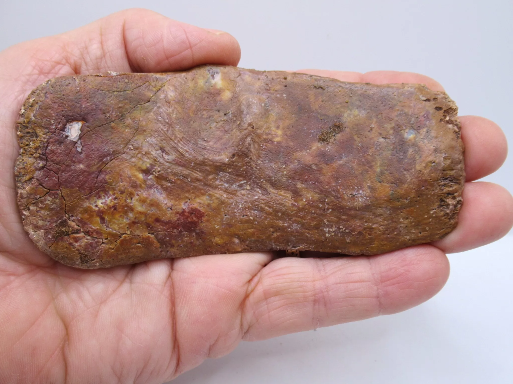 Morocco Cretaceous Crocodile Scute 46a | Fossils for Sale Morocco Cretaceous Crocodile Scute Fossil for Sale #46a