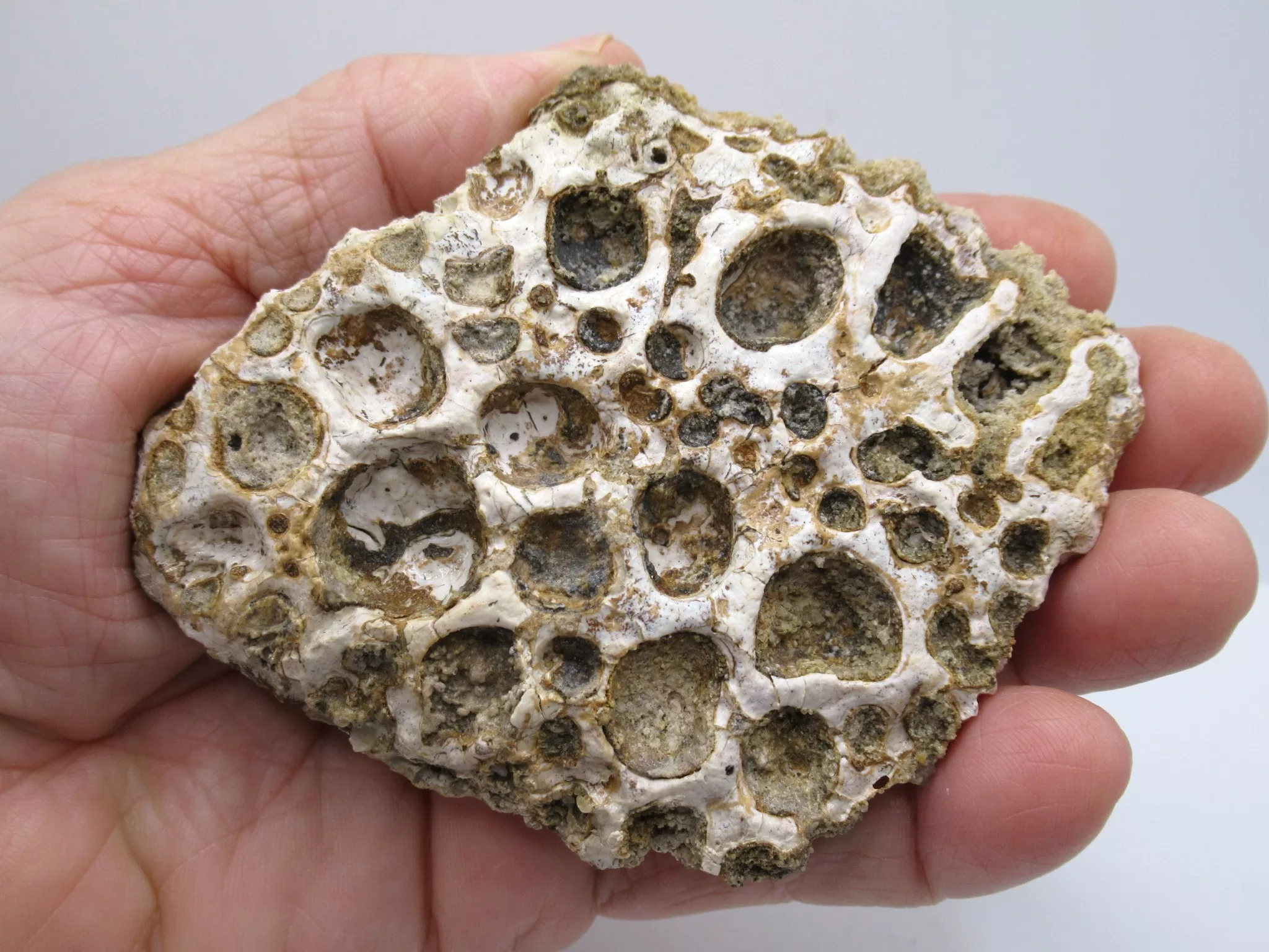 Morocco Cretaceous Crocodile Scute 47 | Fossils for Sale Morocco Cretaceous Crocodile Scute Fossil for Sale #47