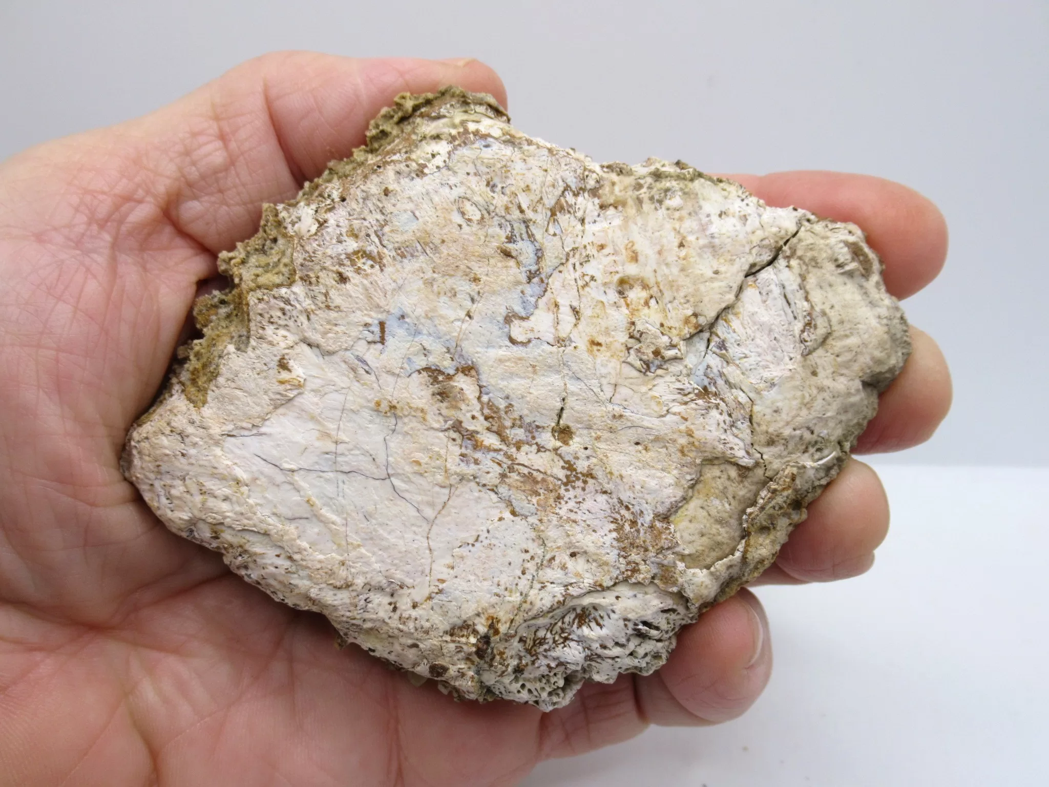 Morocco Cretaceous Crocodile Scute 47a | Fossils for Sale Morocco Cretaceous Crocodile Scute Fossil for Sale #47a