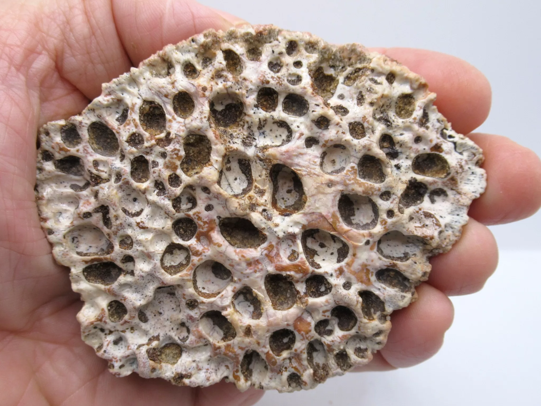 Morocco Cretaceous Crocodile Scute 48 | Fossils for Sale Morocco Cretaceous Crocodile Scute Fossil for Sale #48