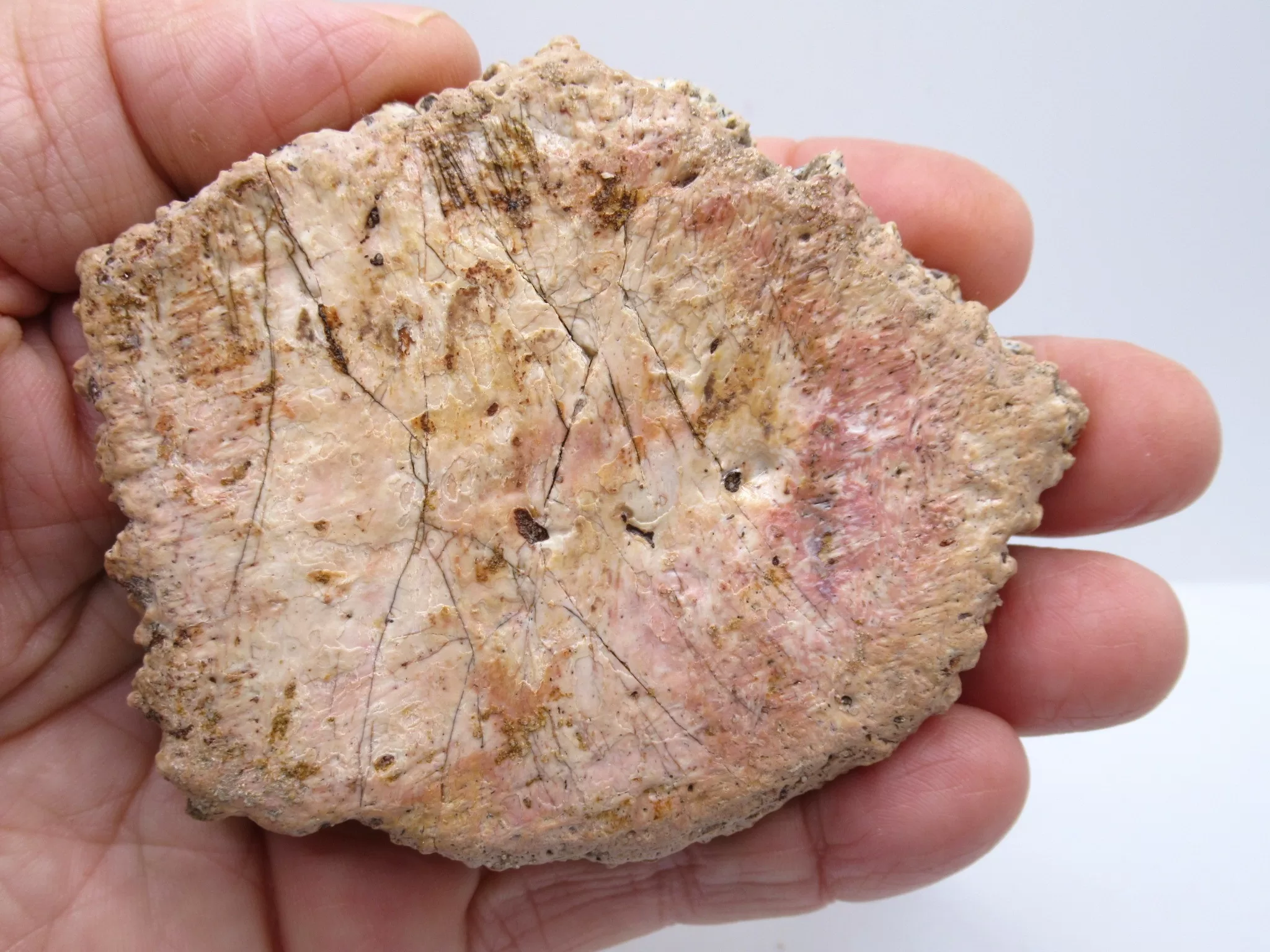 Morocco Cretaceous Crocodile Scute 48a | Fossils for Sale Morocco Cretaceous Crocodile Scute Fossil for Sale #48a