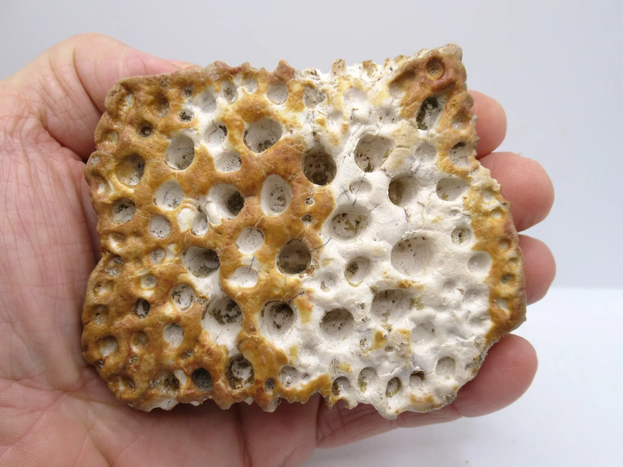 Morocco Cretaceous Crocodile Scute 49 | Fossils for Sale Morocco Cretaceous Crocodile Scute Fossil for Sale #49