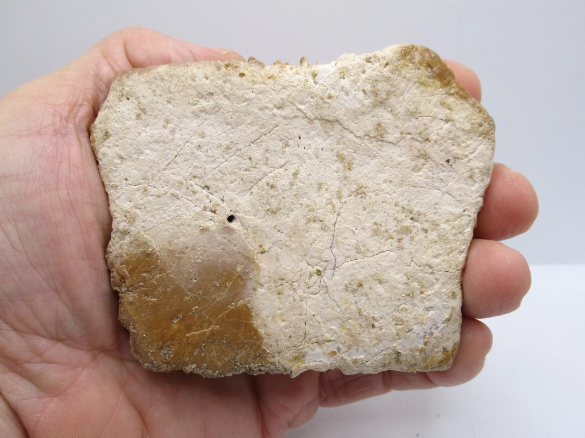 Morocco Cretaceous Crocodile Scute 49a | Fossils for Sale Morocco Cretaceous Crocodile Scute Fossil for Sale #49a