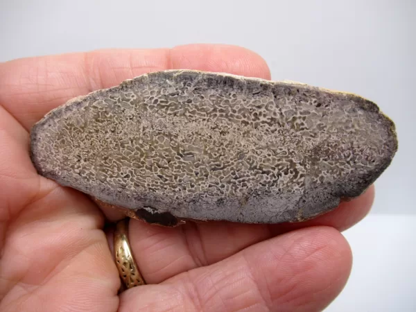 Morocco Polished Dinosaur Bone Slab Fossil for Sale #11