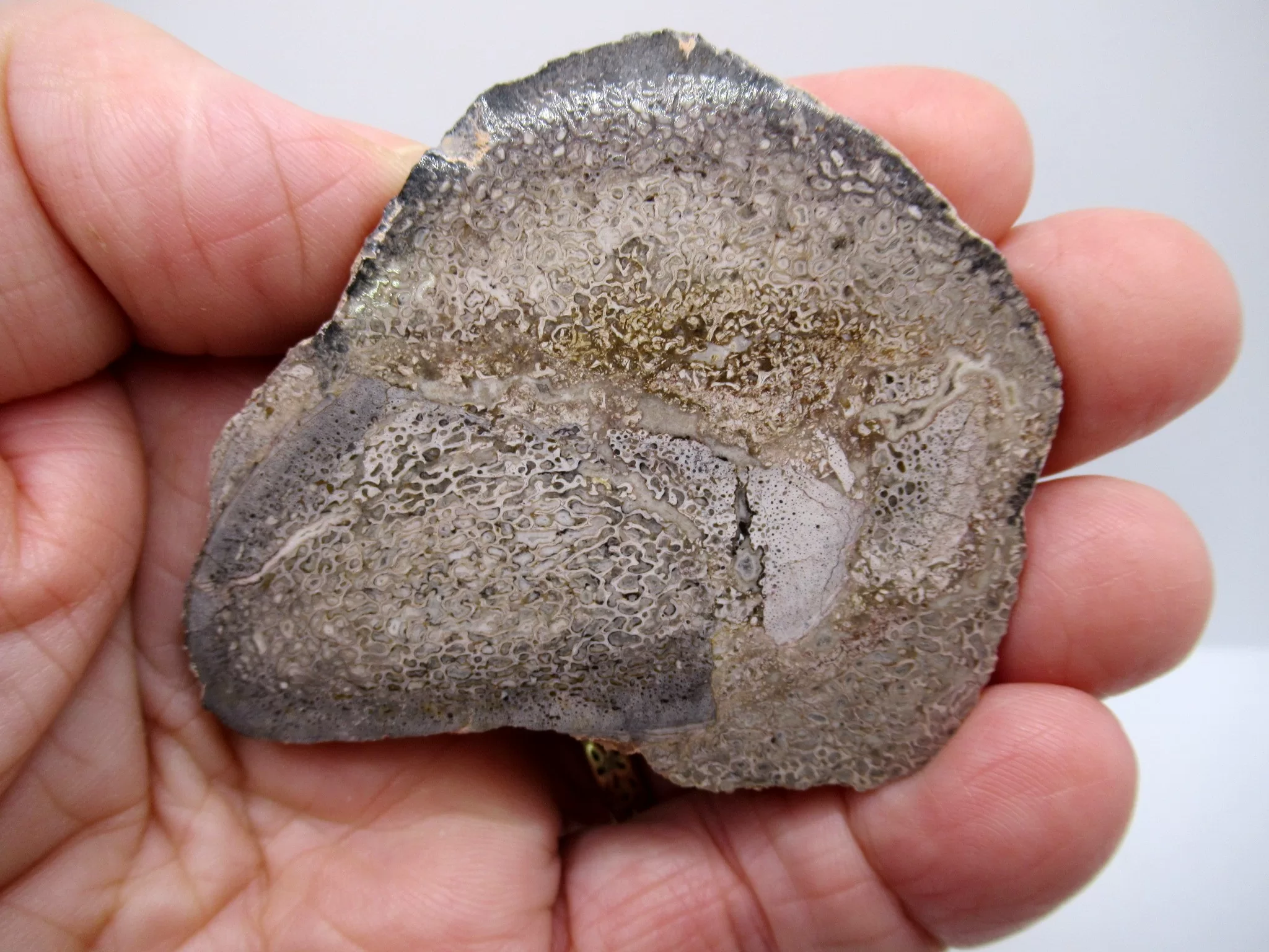 Morocco Polished Dinosaur Bone Slab 13 | Fossils for Sale Morocco Polished Dinosaur Bone Slab Fossil for Sale #13