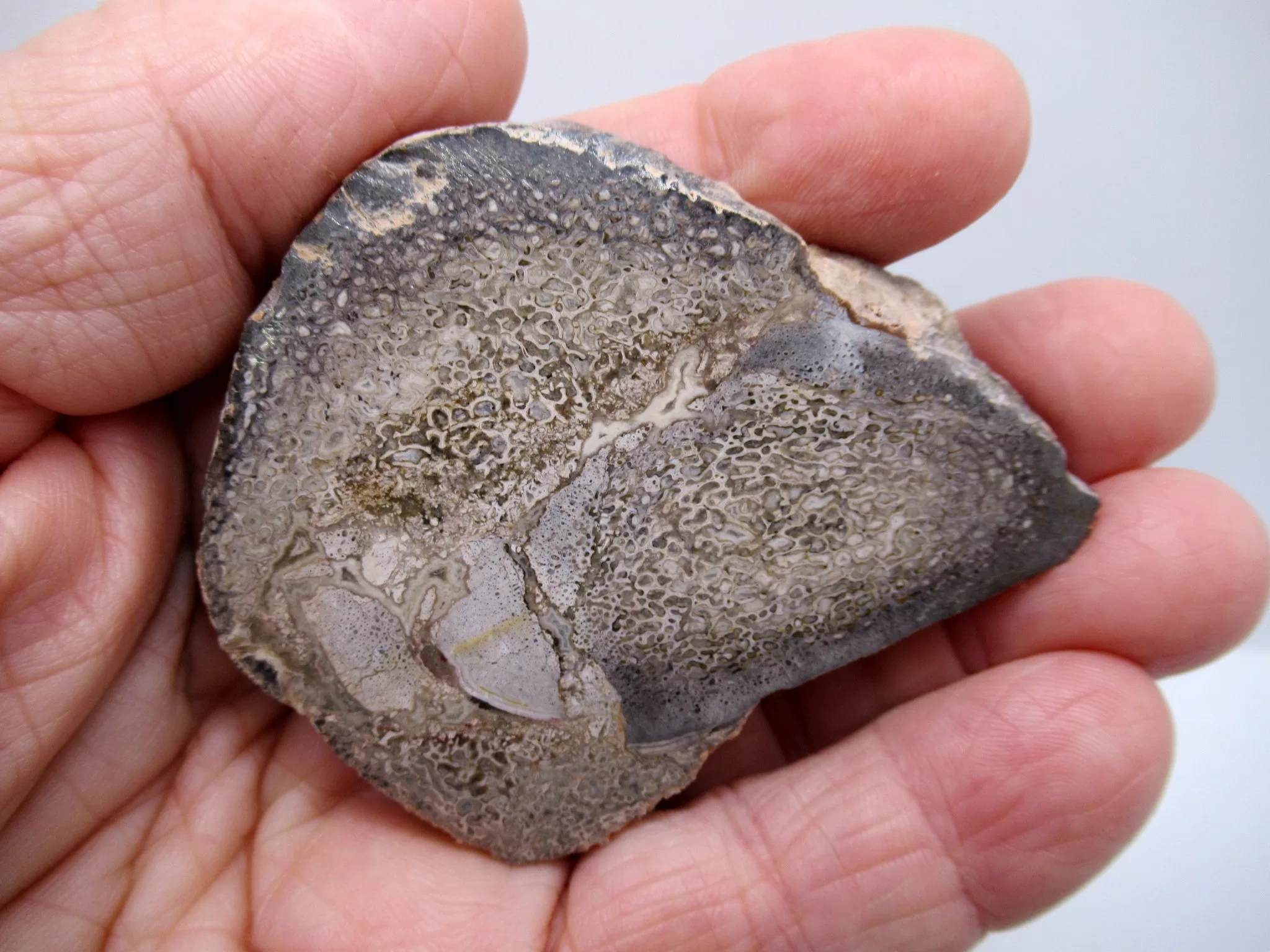 Morocco Polished Dinosaur Bone Slab 13a | Fossils for Sale Morocco Polished Dinosaur Bone Slab Fossil for Sale #13a