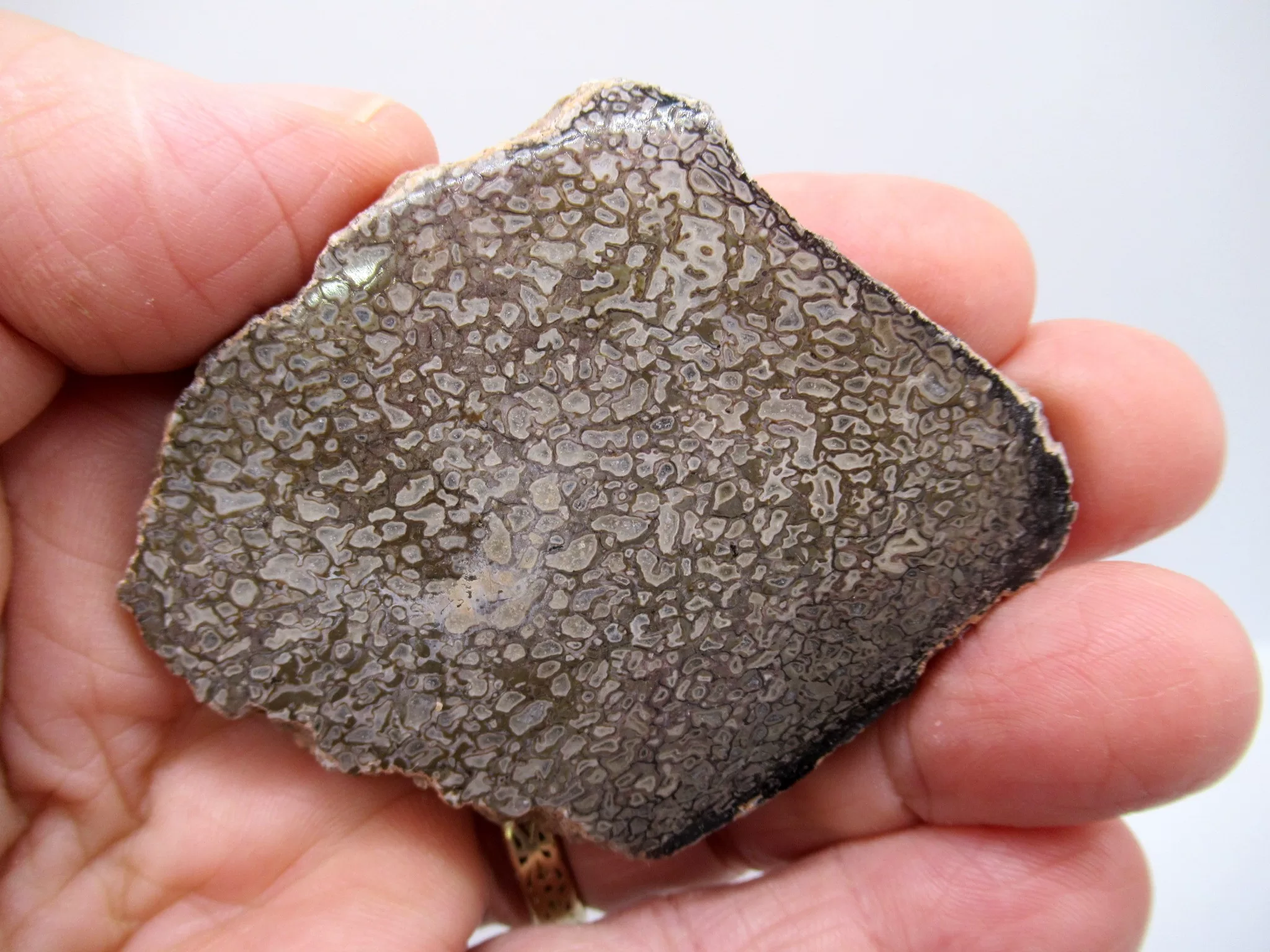 Morocco Polished Dinosaur Bone Slab 17 | Fossils for Sale Morocco Polished Dinosaur Bone Slab Fossil for Sale #17