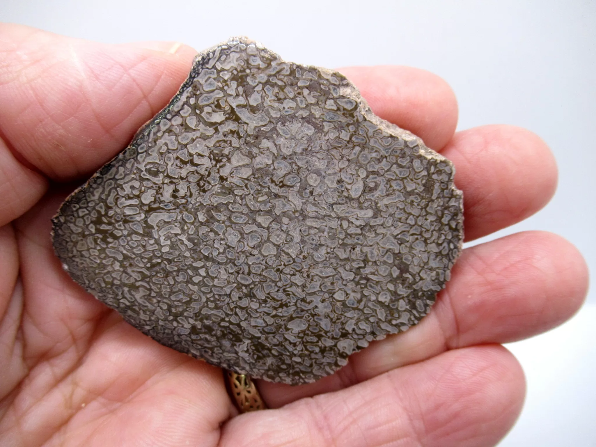 Morocco Polished Dinosaur Bone Slab 17a | Fossils for Sale Morocco Polished Dinosaur Bone Slab Fossil for Sale #17a