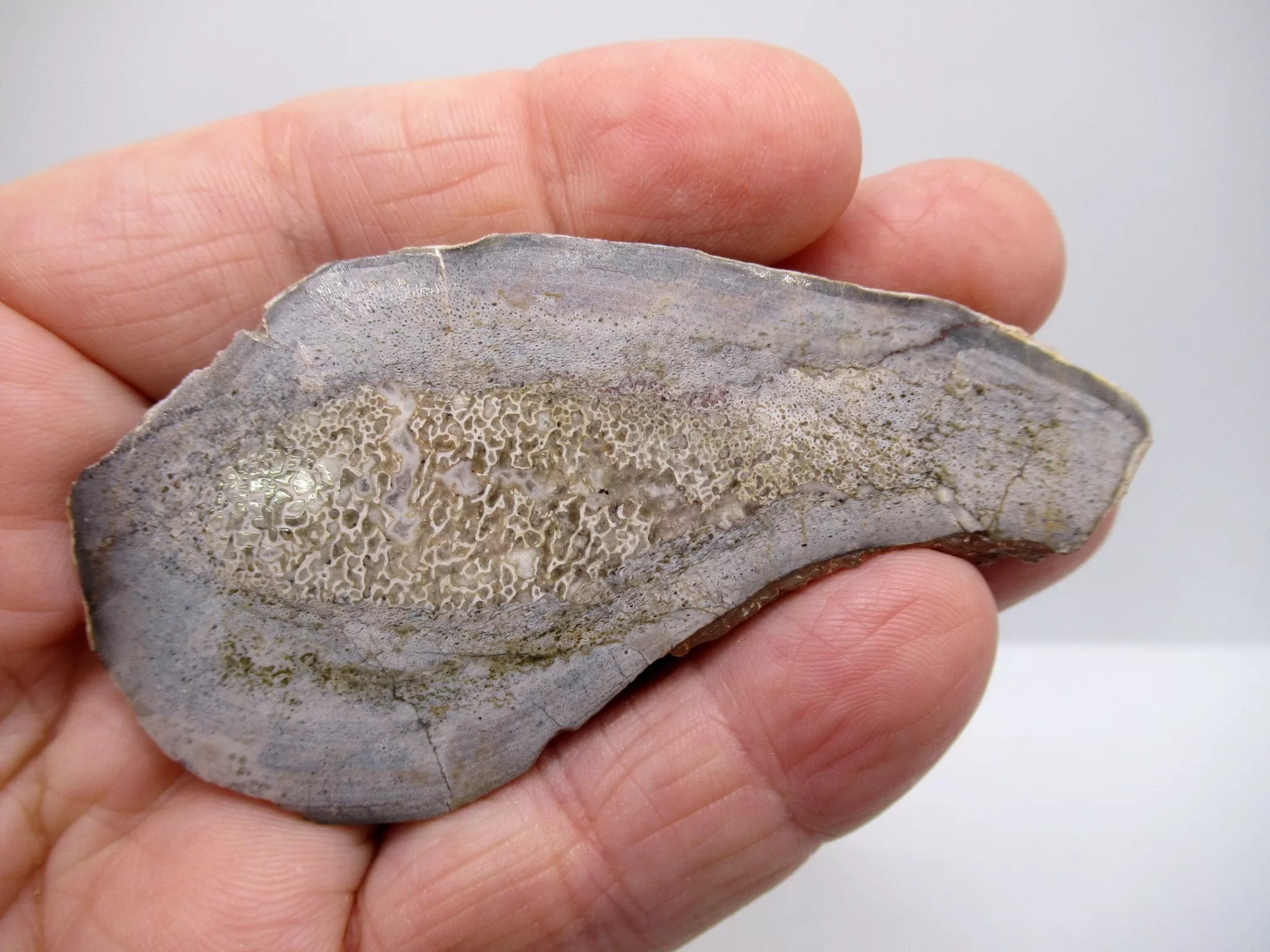 Morocco Polished Dinosaur Bone Slab 20 | Fossils for Sale Morocco Polished Dinosaur Bone Slab Fossil for Sale #20