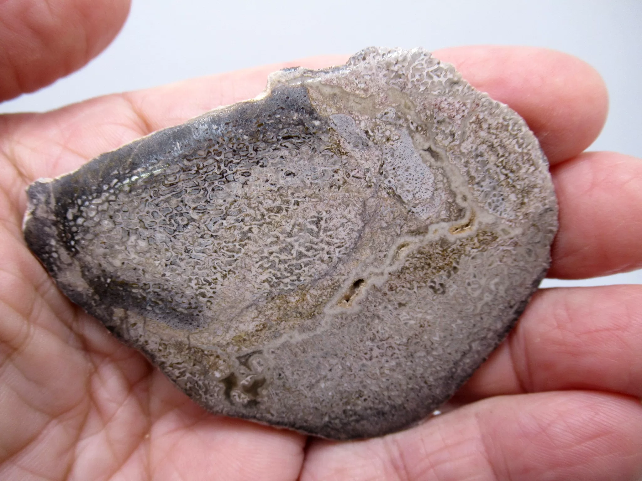 Morocco Polished Dinosaur Bone Slab 23 | Fossils for Sale Morocco Polished Dinosaur Bone Slab Fossil for Sale #23