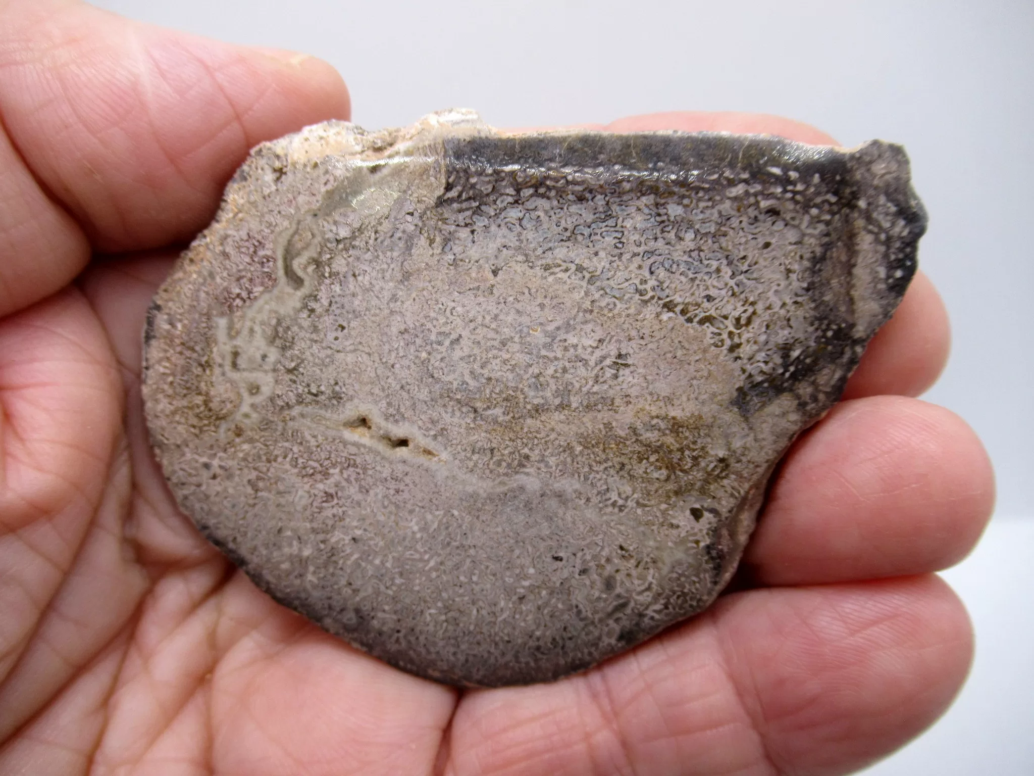 Morocco Polished Dinosaur Bone Slab 23a | Fossils for Sale Morocco Polished Dinosaur Bone Slab Fossil for Sale #23a