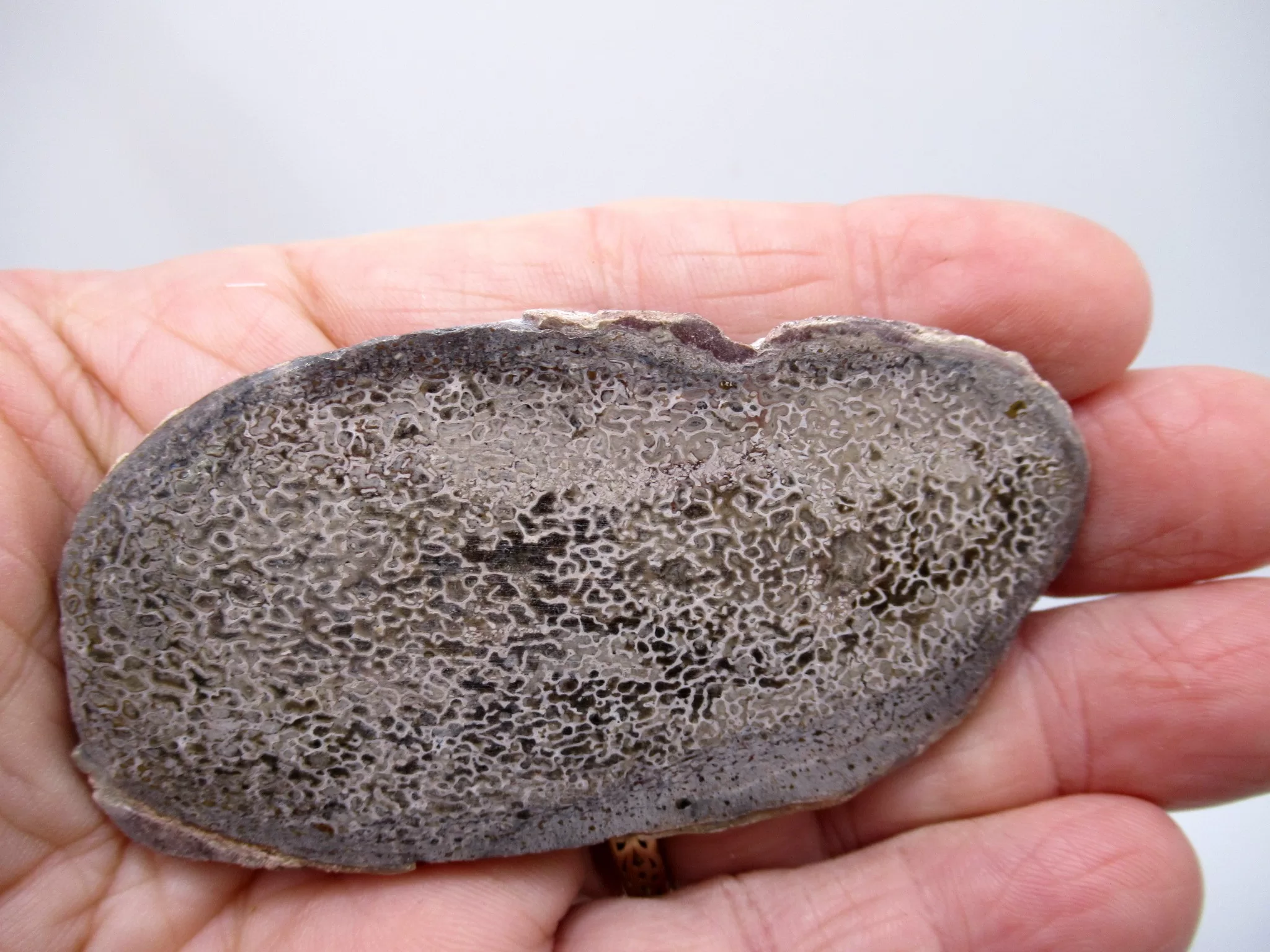 Morocco Polished Dinosaur Bone Slab 27 | Fossils for Sale Morocco Polished Dinosaur Bone Slab Fossil for Sale #27