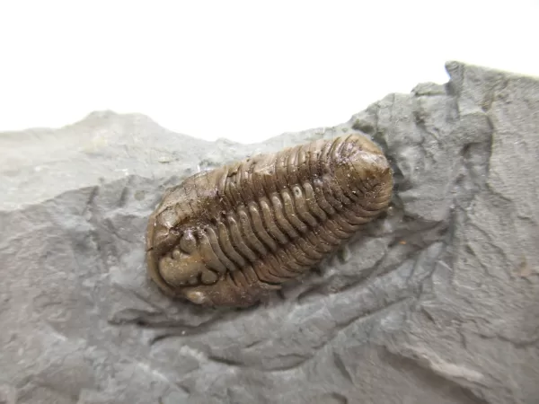 Genuine Ordovician Age Flexicalymene Trilobite Fossils for Sale from Ohio #23a