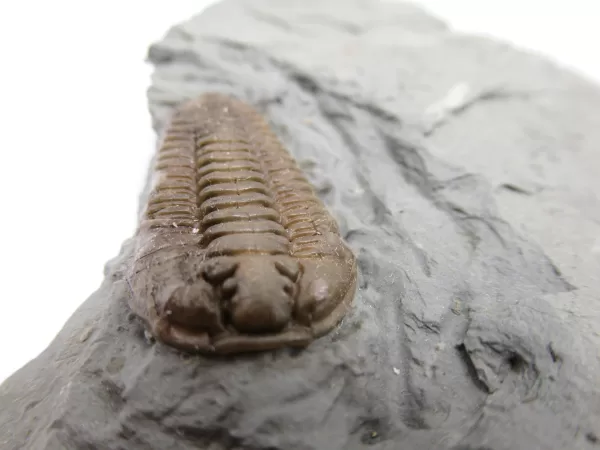 Genuine Ordovician Age Flexicalymene Trilobite Fossils for Sale from Ohio #23c