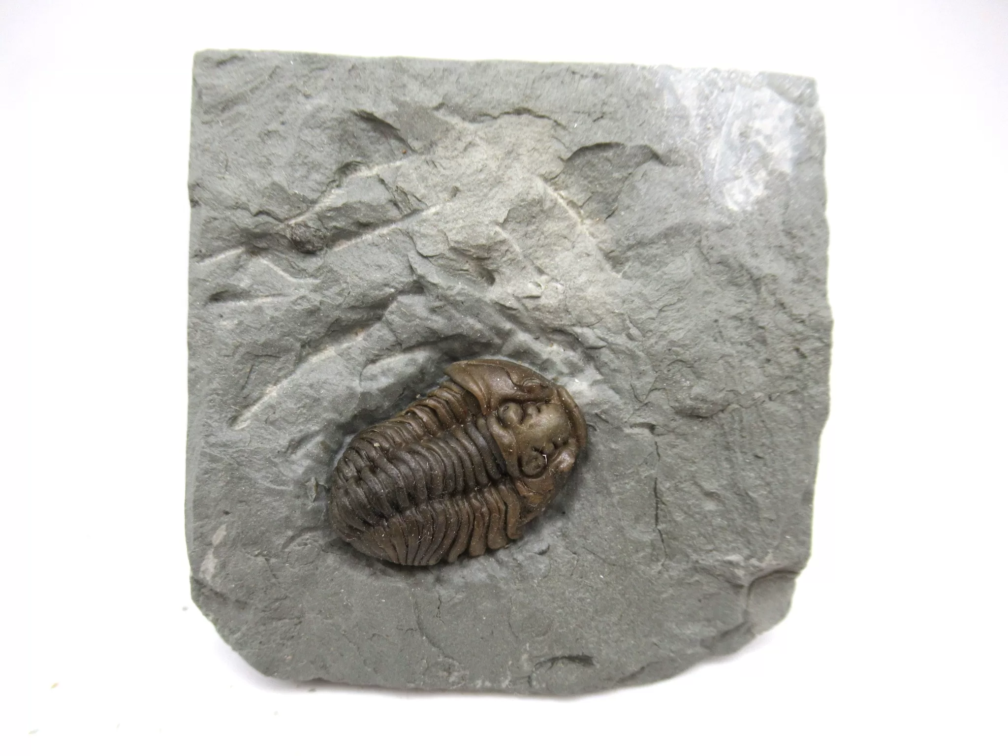 Ohio Ordovician Flexicalymene Trilobite 26 | Fossils for Sale Genuine Ordovician Age Flexicalymene Trilobite Fossils for Sale from Ohio #26