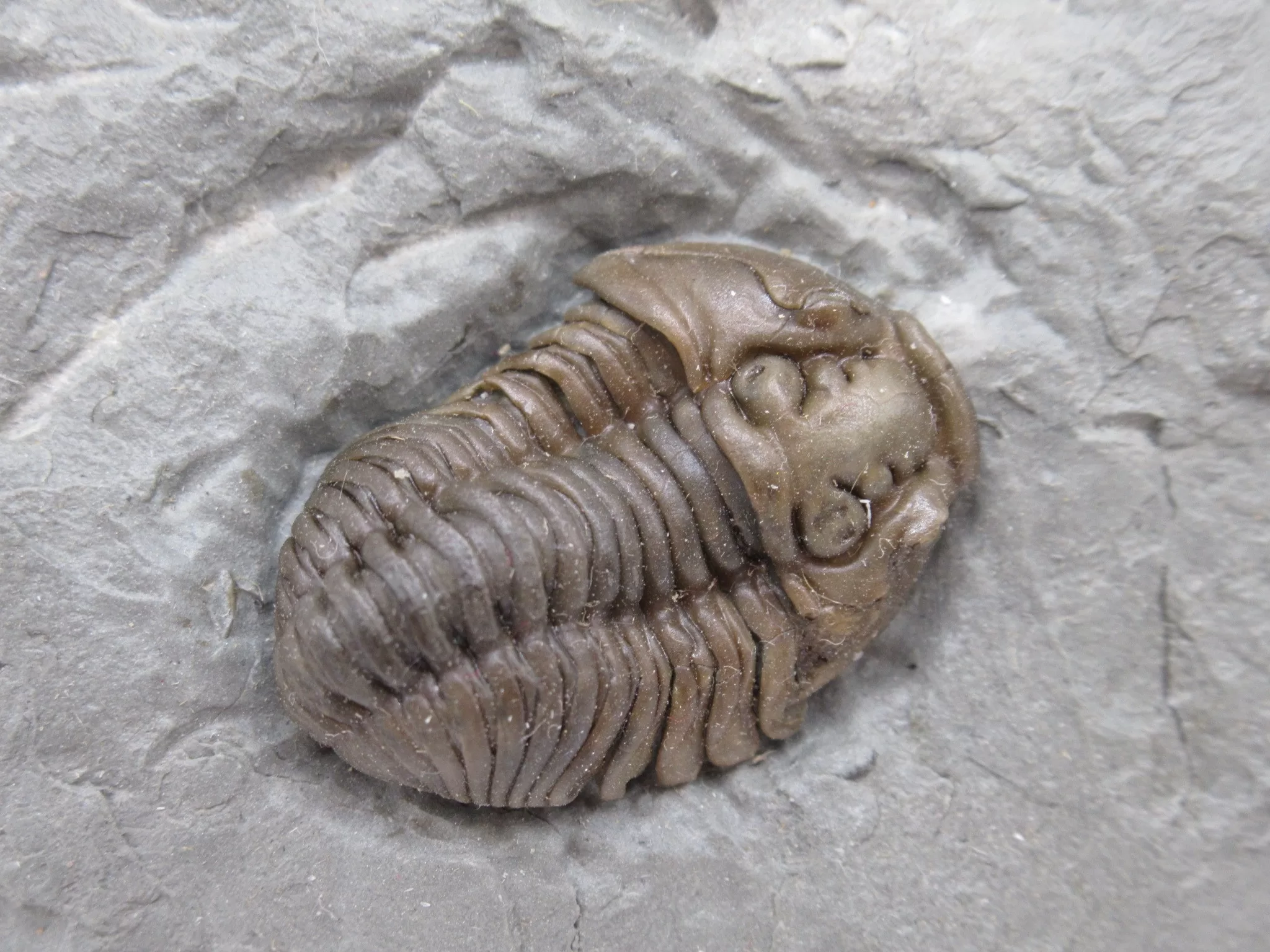 Ohio Ordovician Flexicalymene Trilobite 26a | Fossils for Sale Genuine Ordovician Age Flexicalymene Trilobite Fossils for Sale from Ohio #26a