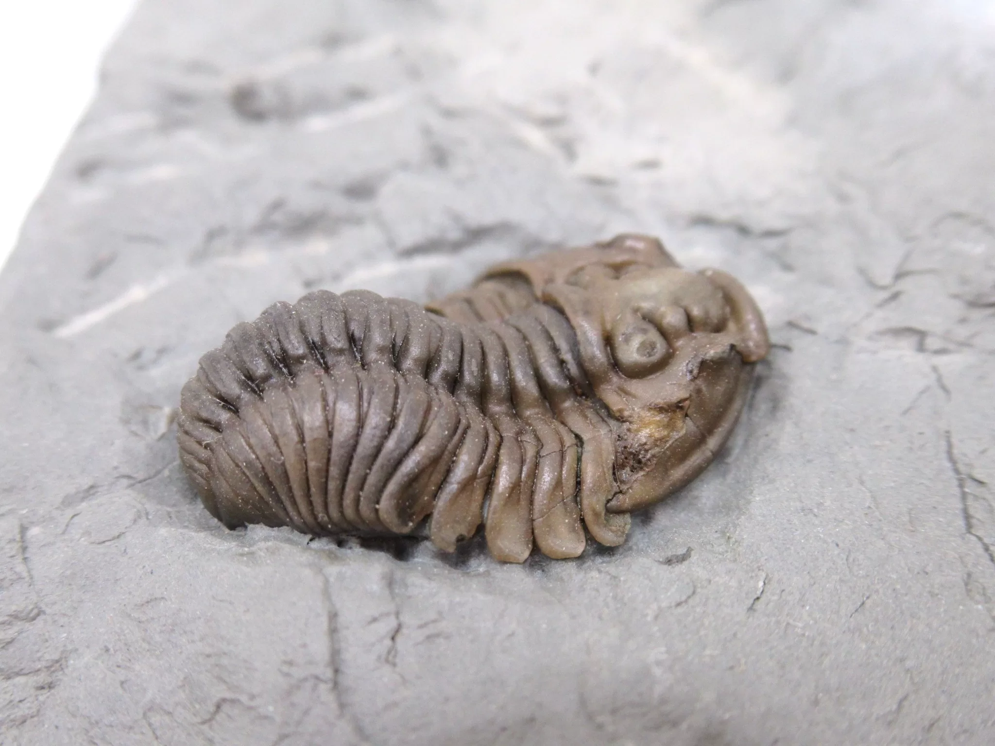 Ohio Ordovician Flexicalymene Trilobite 26b | Fossils for Sale Genuine Ordovician Age Flexicalymene Trilobite Fossils for Sale from Ohio #26b