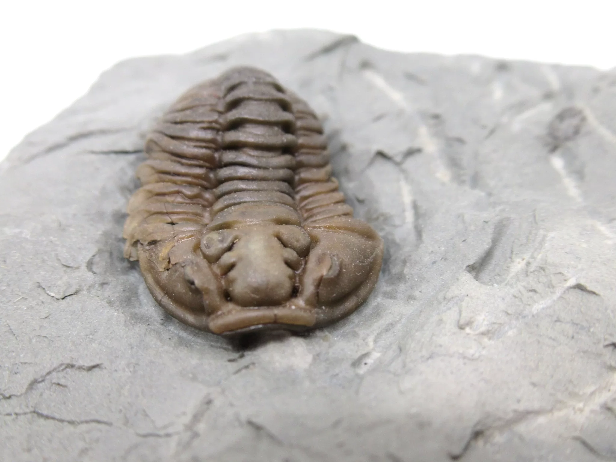 Ohio Ordovician Flexicalymene Trilobite 26c | Fossils for Sale Genuine Ordovician Age Flexicalymene Trilobite Fossils for Sale from Ohio #26c