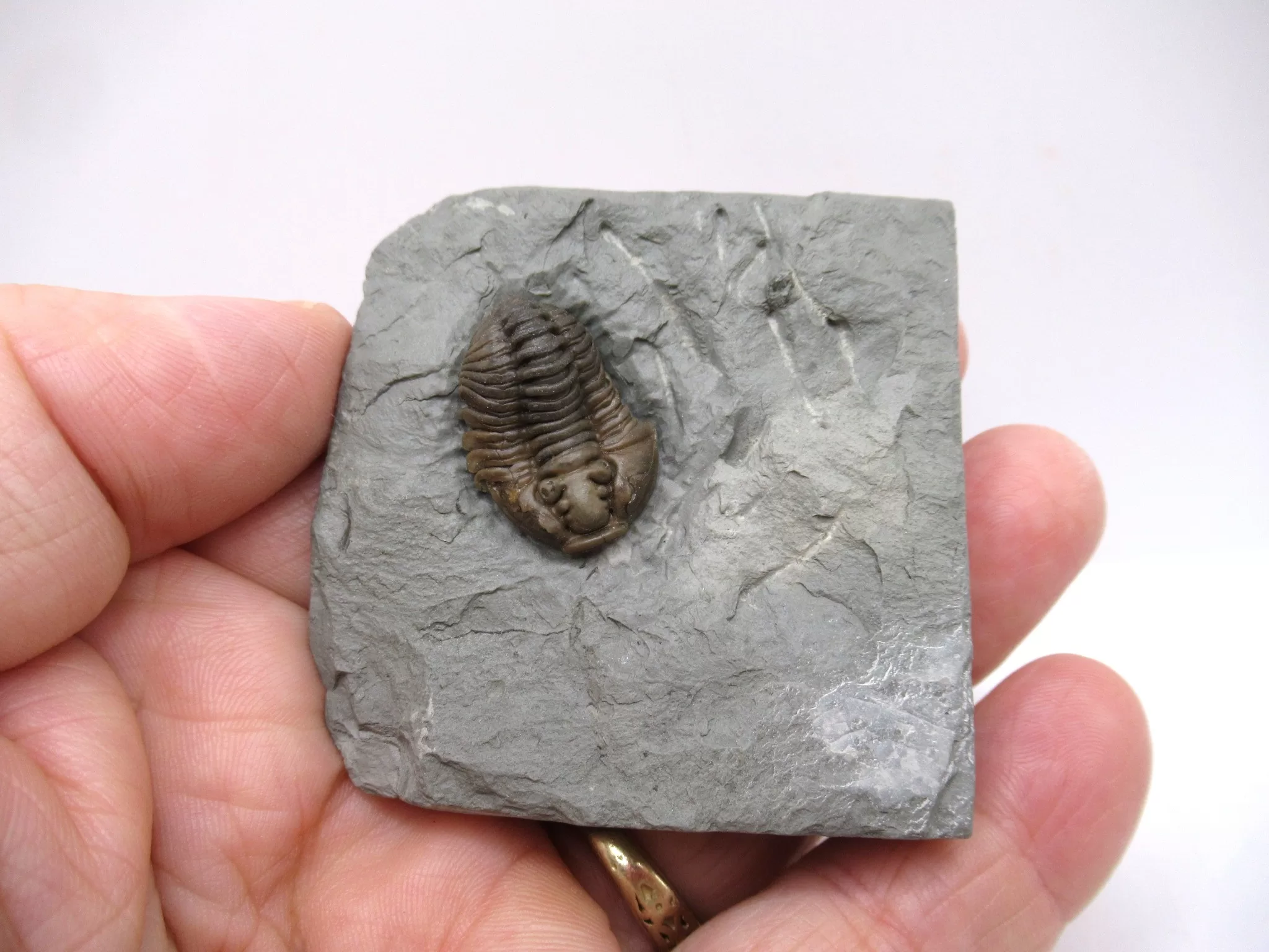 Ohio Ordovician Flexicalymene Trilobite 26d | Fossils for Sale Genuine Ordovician Age Flexicalymene Trilobite Fossils for Sale from Ohio #26d