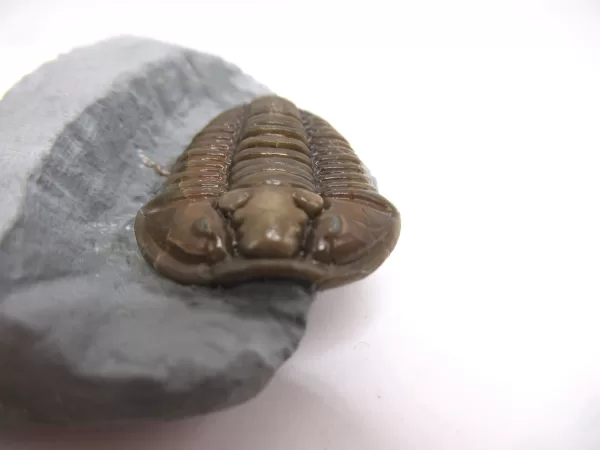 Genuine Ordovician Age Flexicalymene Trilobite Fossils for Sale from Ohio #35b