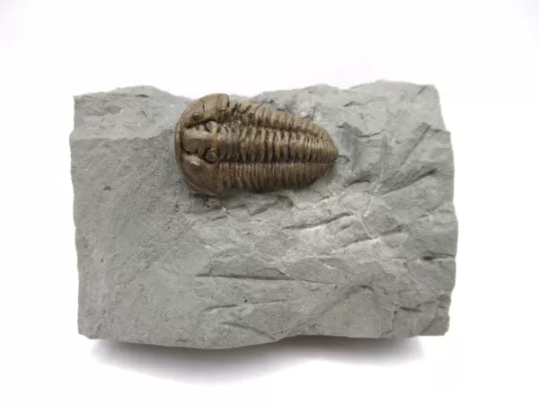 Genuine Ordovician Age Flexicalymene Trilobite Fossils for Sale from Ohio #42