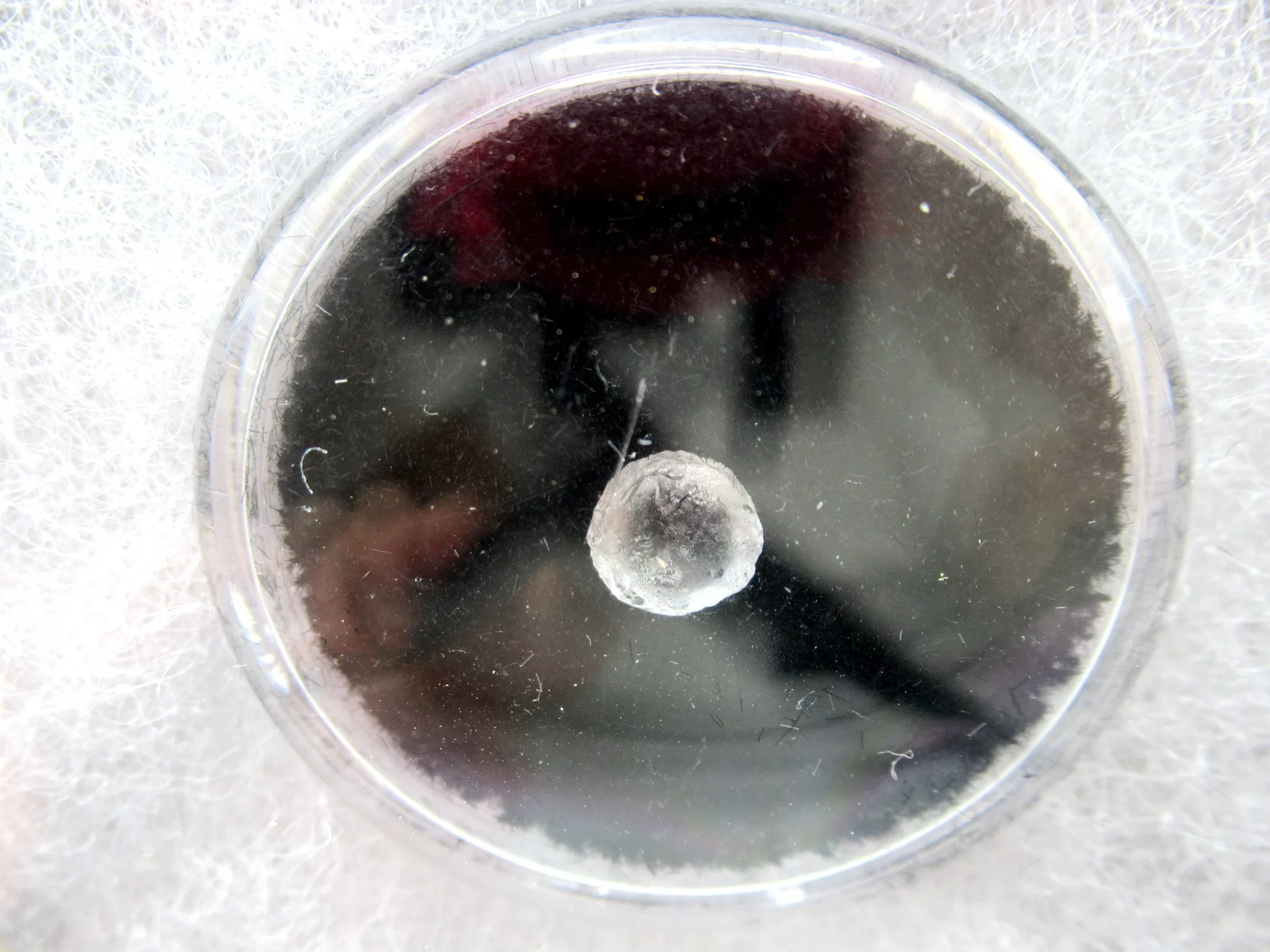 Spanish Shipwreck Artifact - Glass Jewel 14a | Fossils for Sale Genuine Spanish Shipwreck Artifact Glass Jewel for Sale #14a