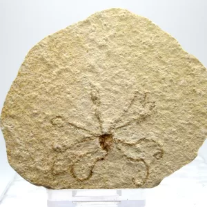 Genuine Solnhofen Saccocoma Floating Crinoid for Sale from Germany #13