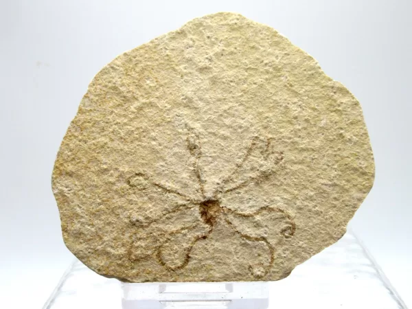 Genuine Solnhofen Saccocoma Floating Crinoid for Sale from Germany #13