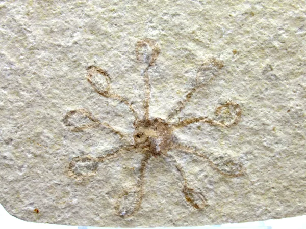 Genuine Solnhofen Saccocoma Floating Crinoid for Sale from Germany #14a