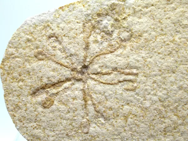 Genuine Solnhofen Saccocoma Floating Crinoid for Sale from Germany #17a