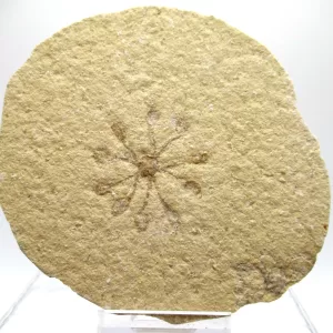 Genuine Solnhofen Saccocoma Floating Crinoid for Sale from Germany #18