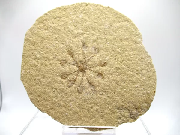 Genuine Solnhofen Saccocoma Floating Crinoid for Sale from Germany #18