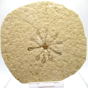 Genuine Solnhofen Saccocoma Floating Crinoid for Sale from Germany #19