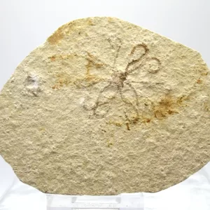 Genuine Solnhofen Saccocoma Floating Crinoid for Sale from Germany #23