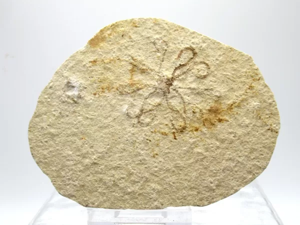 Genuine Solnhofen Saccocoma Floating Crinoid for Sale from Germany #23