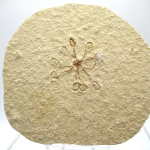 Genuine Solnhofen Saccocoma Floating Crinoid for Sale from Germany #28