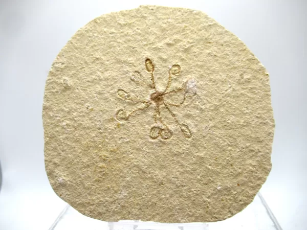 Genuine Solnhofen Saccocoma Floating Crinoid for Sale from Germany #28