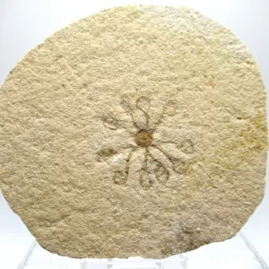 Genuine Solnhofen Saccocoma Floating Crinoid for Sale from Germany #30