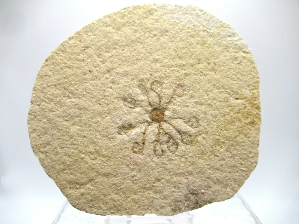 Genuine Solnhofen Saccocoma Floating Crinoid for Sale from Germany #30