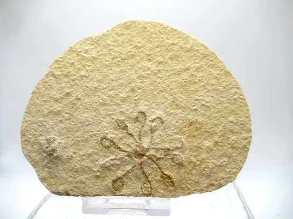 Genuine Solnhofen Saccocoma Floating Crinoid for Sale from Germany #32